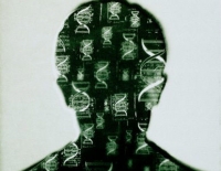 Descubren un gen que determina la inteligencia y el tama�o del cerebro