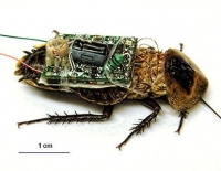 El espionaje acaba cazando moscas: EE. UU. e Israel apuestan por los insectos-drone